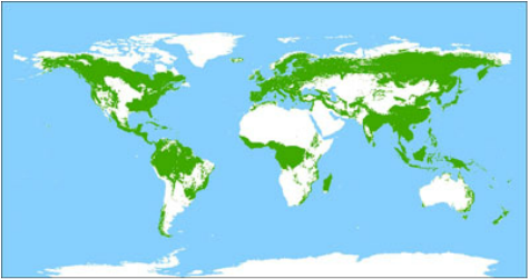 Coniferous Forest Map Of The World - High Castle Map